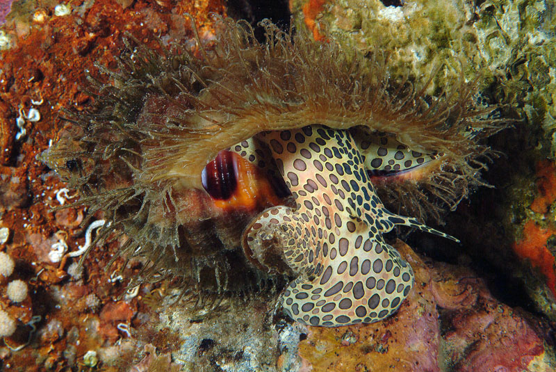 Cymatium parthenopeum  (Salis 1793)